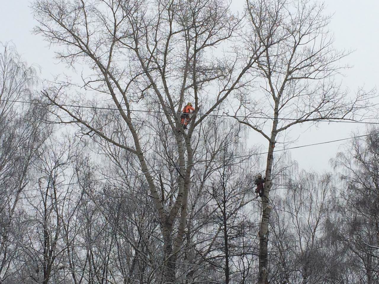 На нижегородских кладбищах вырубят около 200 аварийных деревьев - фото 1