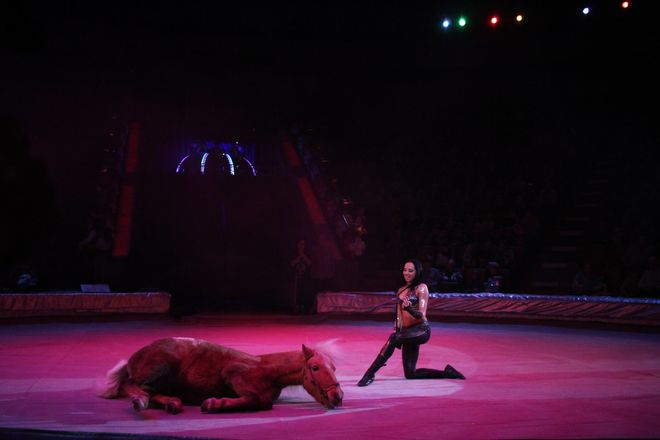 Летающий медведь и &laquo;Колесо смелости&raquo;: нижегородский цирк приглашает в &laquo;Звездный круиз&raquo; (ФОТО) - фото 67