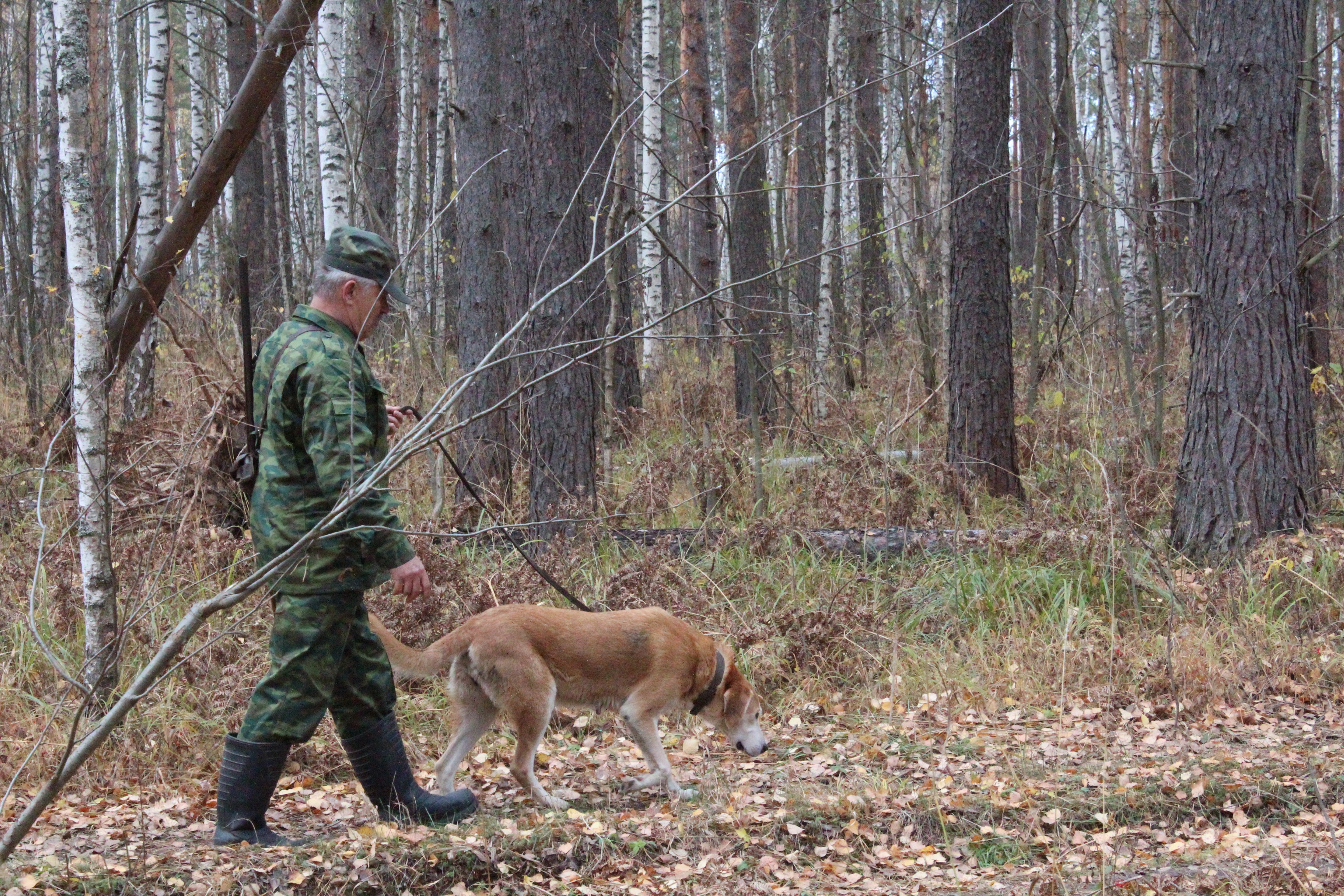 Сезон охоты на полевую, степную и боровую дичь открывается в Нижегородской области
