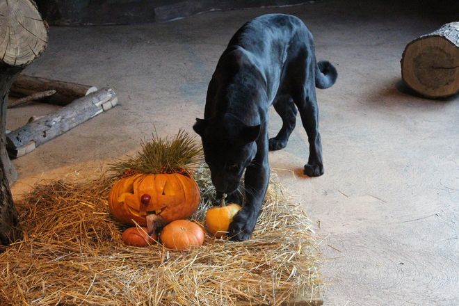 Всем по тыкве: обитатели нижегородского зоопарка отметили Хэллоуин - фото 45