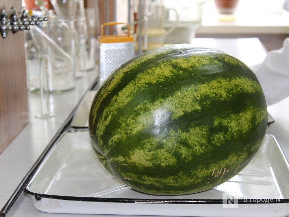 Арбузы в Нижнем Новгороде: как их купить и не отравиться - фото 3