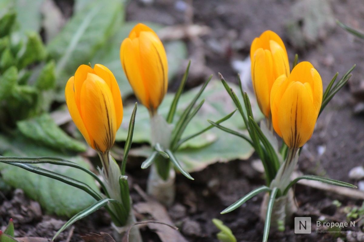 Потепление до +14&deg;С придет в Нижний Новгород в последнюю неделю марта - фото 1