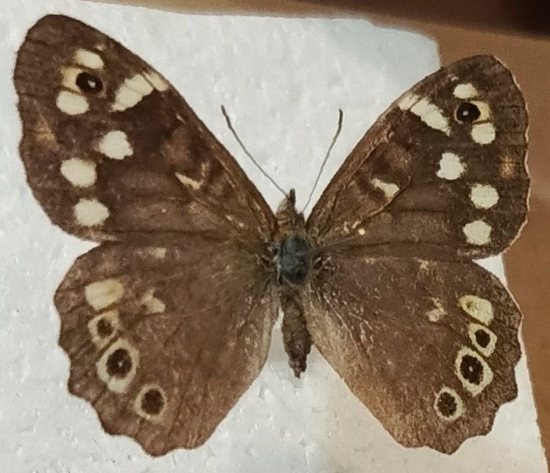 Новый вид редких бабочек появился в Керженском заповеднике - фото 1