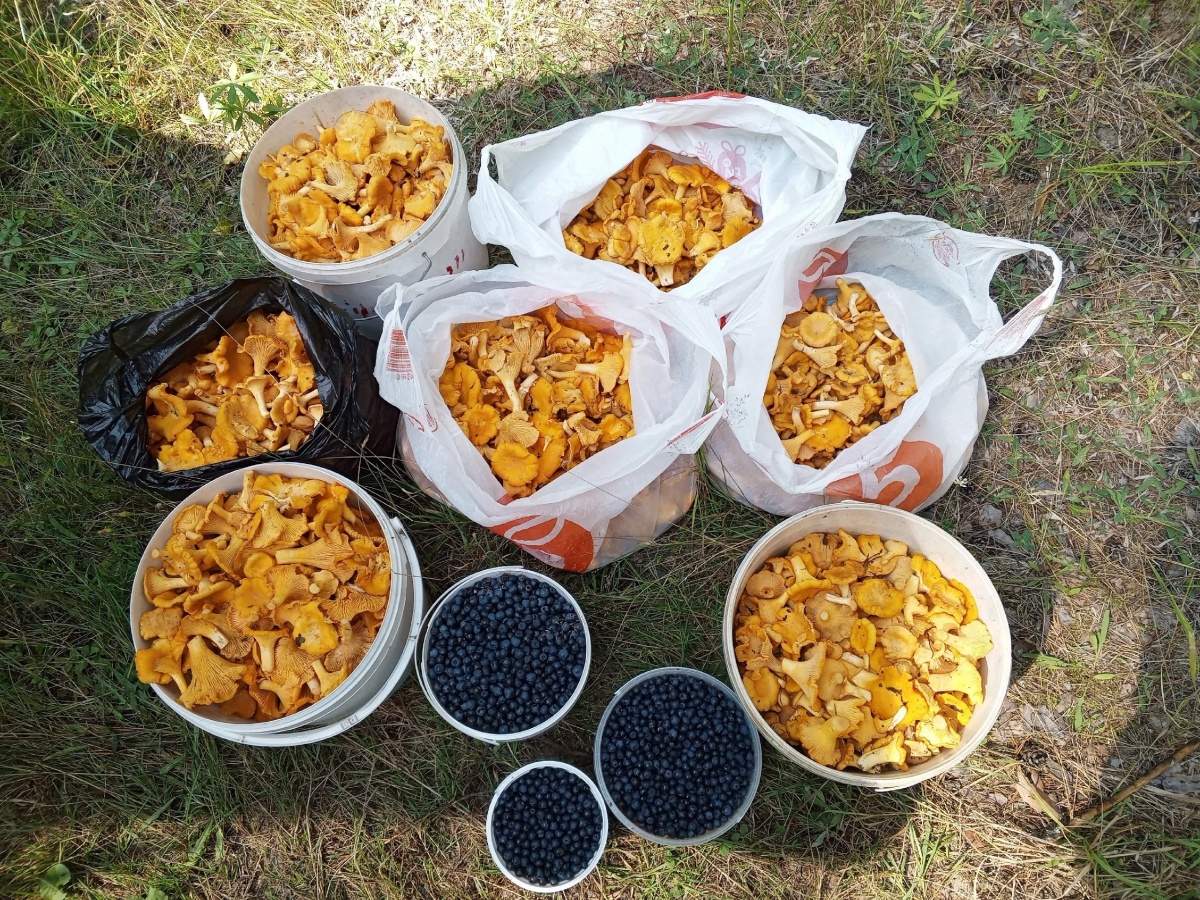 Нижегородцы делятся фотографиями грибного «улова» из лесов - фото 1