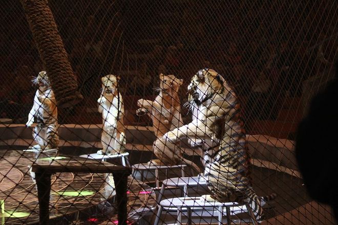 Леопарды под куполом цирка: премьера шоу &laquo;Баронеты&raquo; (ФОТО) - фото 51