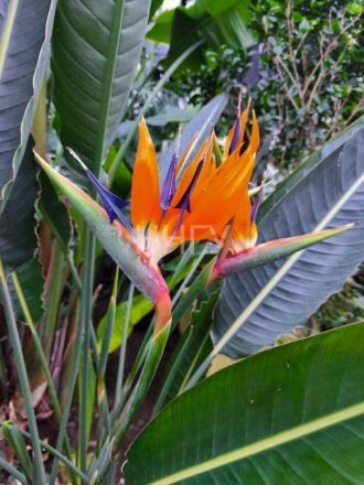 Опубликованы фото экзотических цветов, распустившихся в Ботаническом саду ННГУ - фото 2