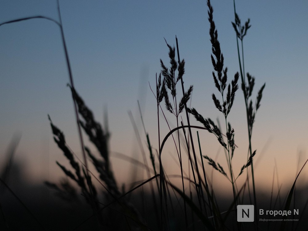 Более 210 тысяч тонн сена планируется заготовить в Нижегородской области - фото 1