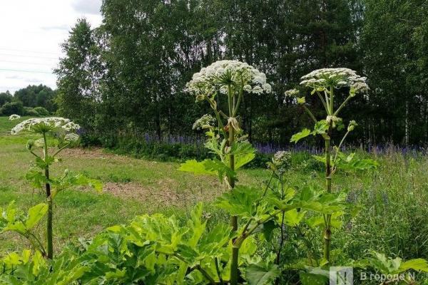 29 000 000 рублей выделили на борьбу с борщевиком в Нижегородской области