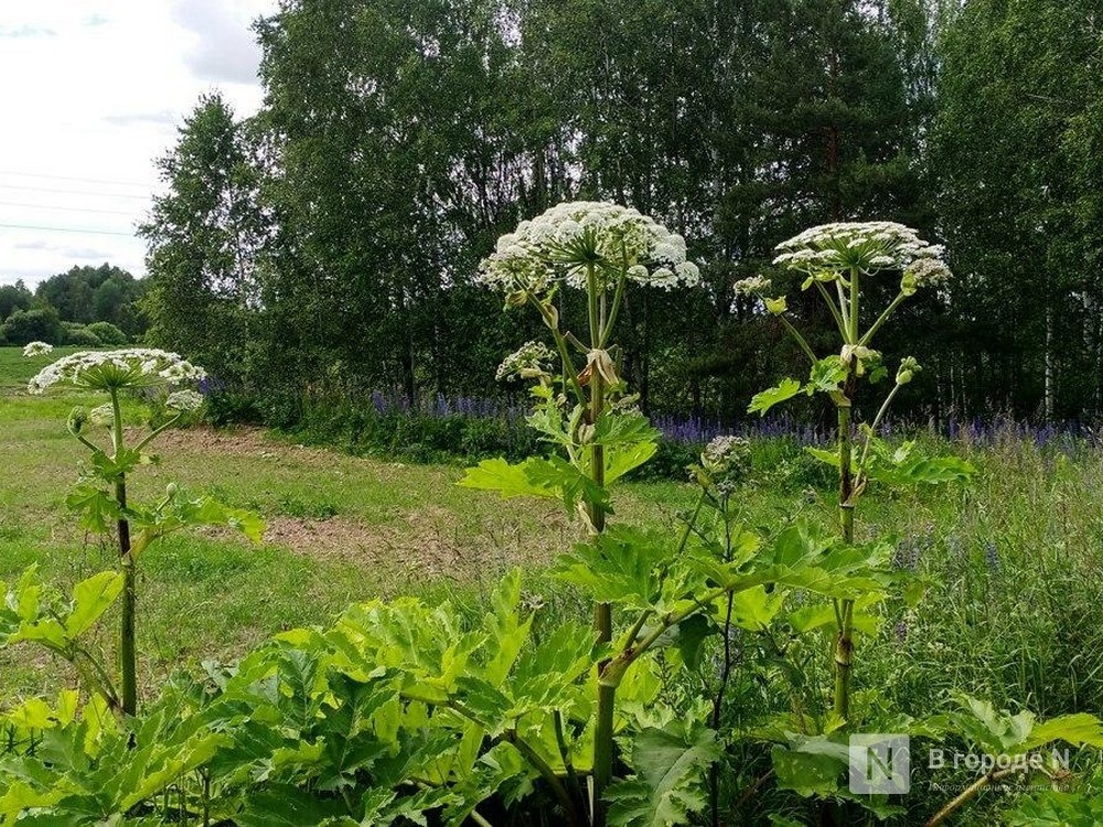 29 000 000 рублей выделили на борьбу с борщевиком в Нижегородской области - фото 1