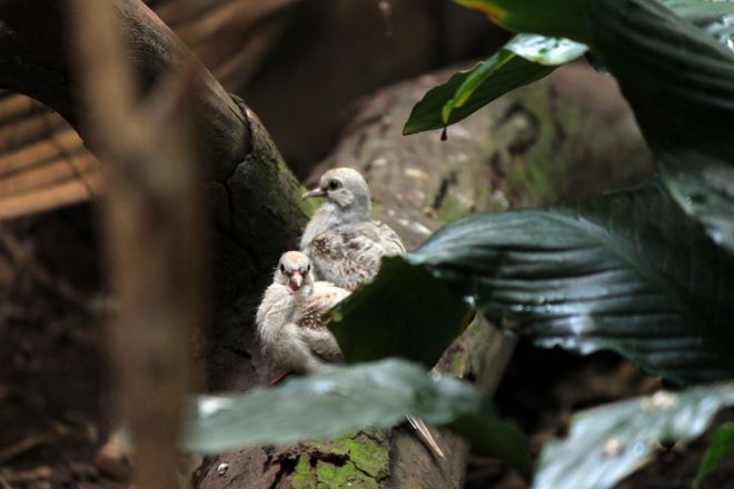Птенцы бриллиантовой горлицы появились на свет в нижегородском зоопарке - фото 1