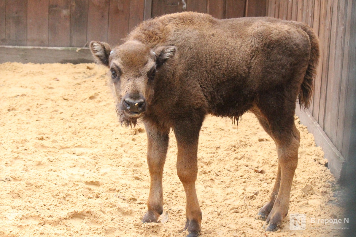 Детки в объективе: показываем милых малышей, которые родились в нижегородском зоопарке «Лимпопо» - фото 24