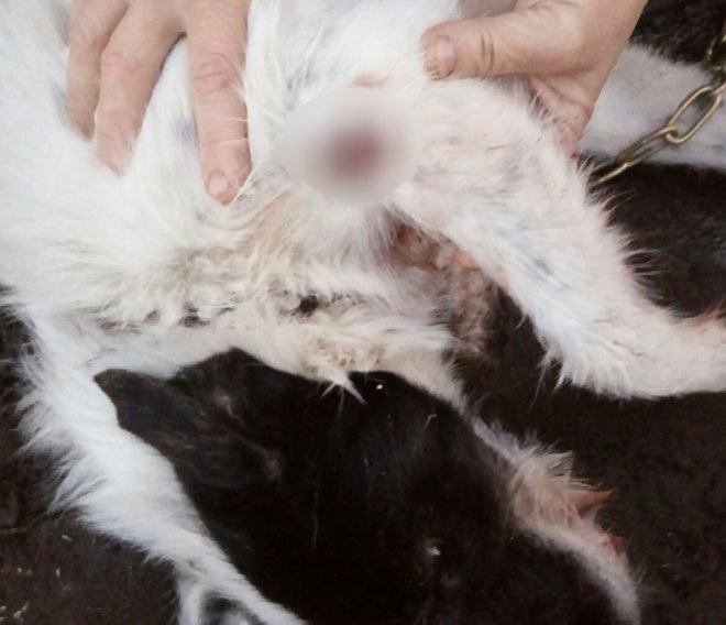 Семеновские полицейские проверяют информацию о ветеринаре, подозреваемом в стрельбе по собакам - фото 1