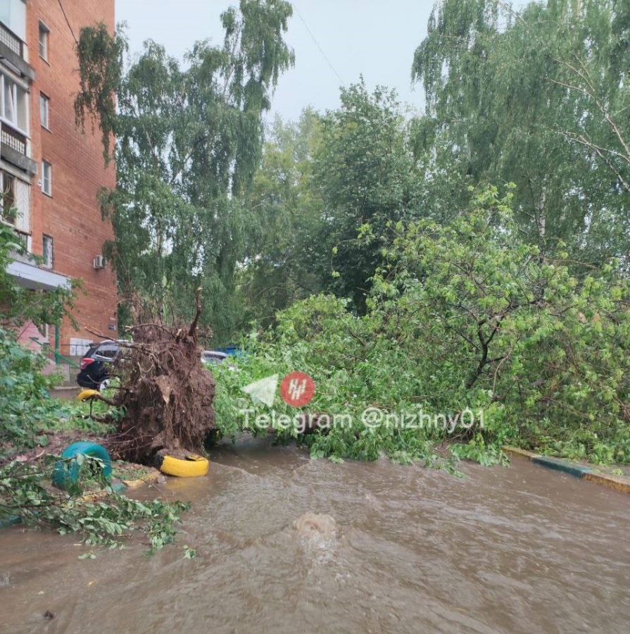 Ураганный ветер повалил десятки деревьев в Нижнем Новгороде - фото 2