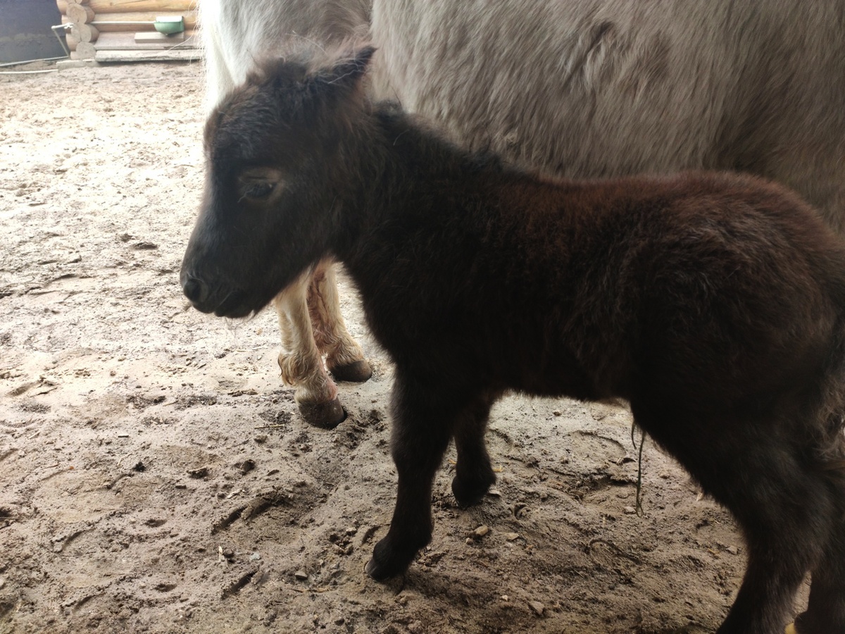 Первый жеребенок родился у миниатюрных американских лошадок в нижегородском зоопарке - фото 1