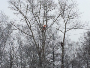 На нижегородских кладбищах вырубят около 200 аварийных деревьев