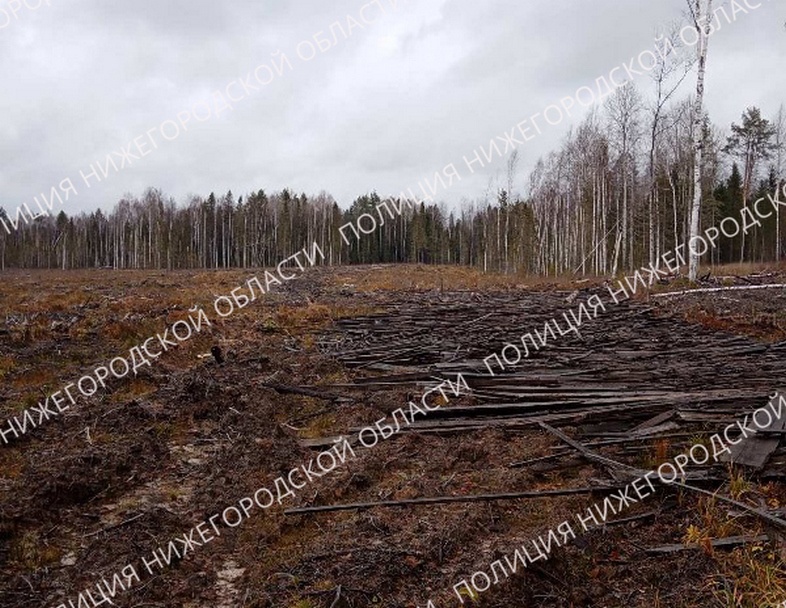 Предприниматель причинил Тонкинскому лесничеству ущерб на 20 млн рублей - фото 1