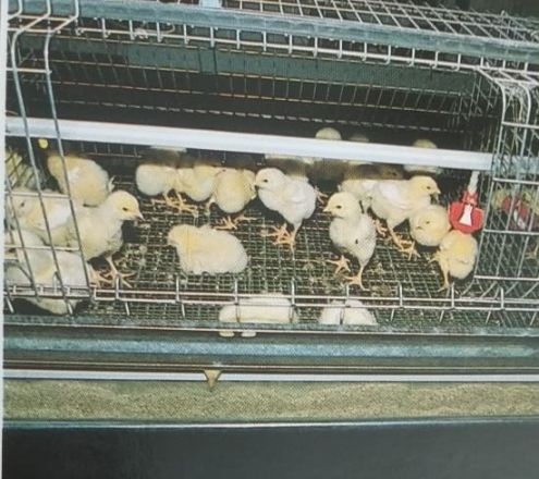 Архивные фото Павловской птицефабрики показали нижегородцам - фото 4