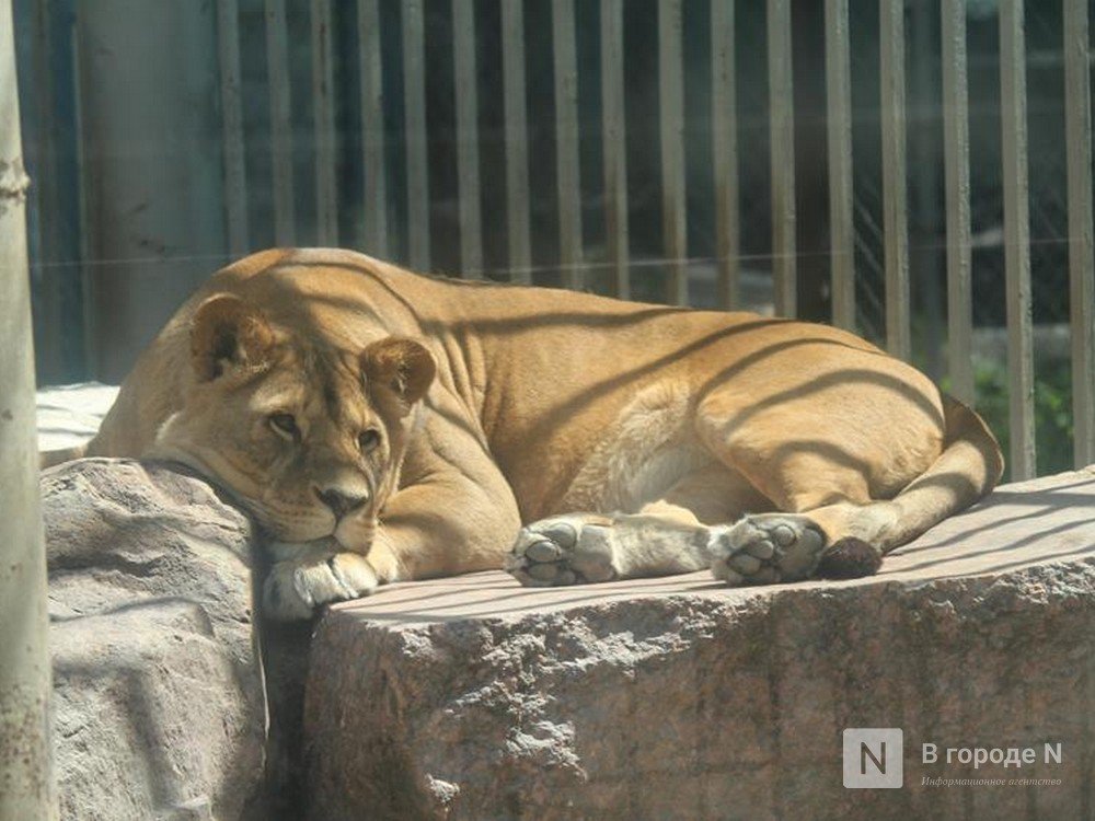 Сотрудников нижегородского зоопарка «Мишутка» сократят в начале марта