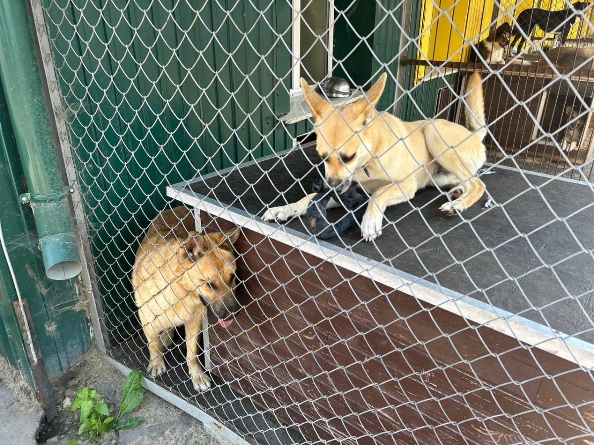 Помощь, которая нужна каждый день: как поддержать бездомных животных - фото 1