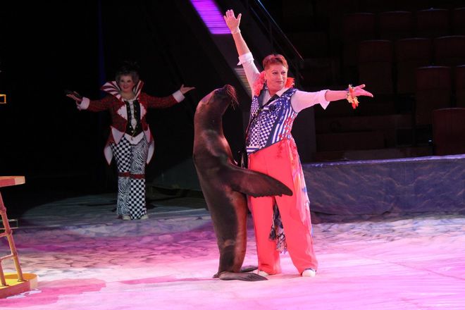 Пингвины на манеже: новогоднее шоу в нижегородском цирке - фото 32