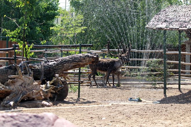 Фруктовым людом кормят животных нижегородского зоопарка из-за аномальной жары - фото 1