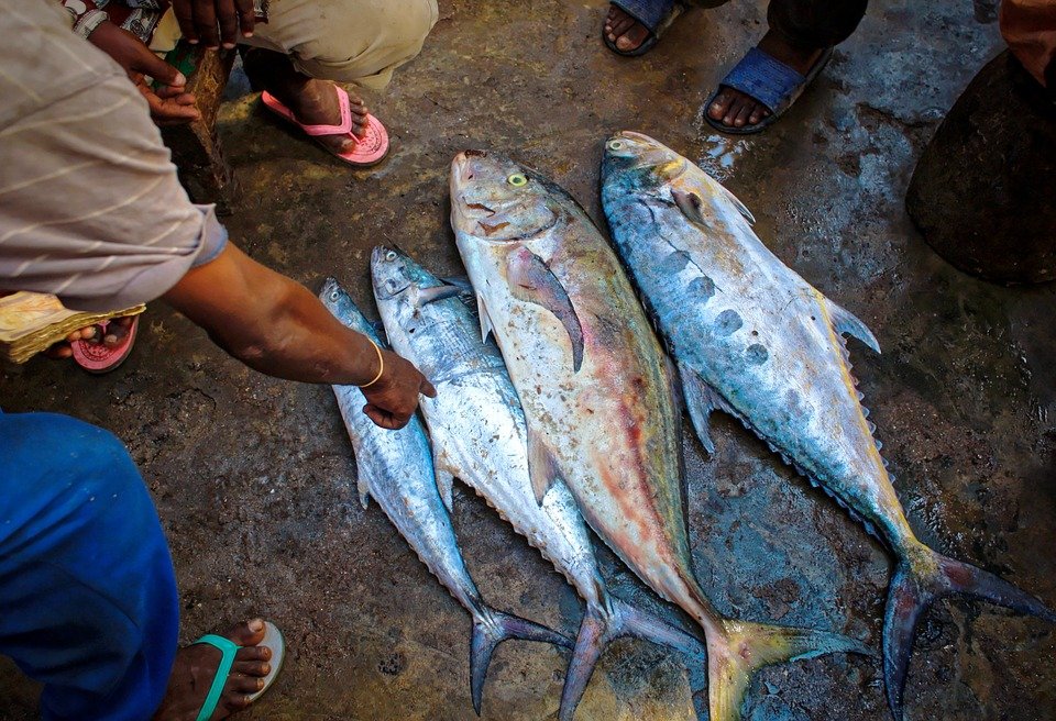 5 видов рыбы, от которой больше вреда, чем пользы - фото 2