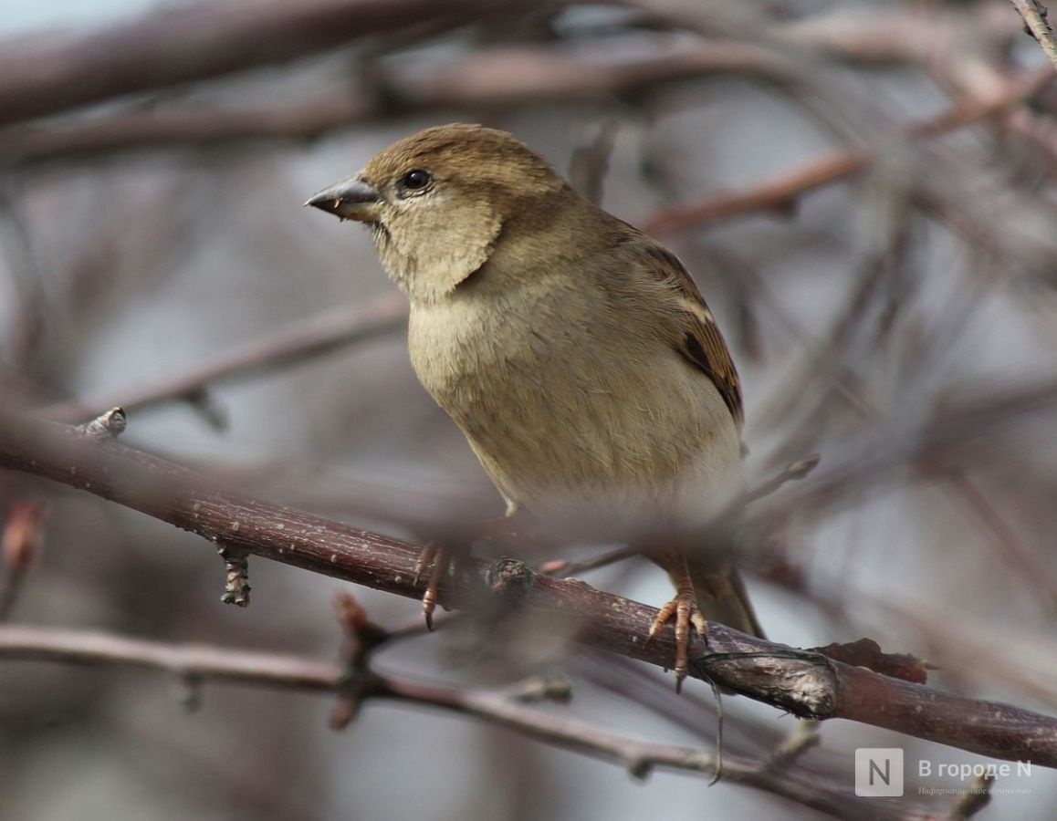 Нижегородцам рассказали о том, почему нужно подкармливать птиц весной - фото 1