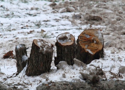 Дальнеконстантиновский лесничий нарубил деревьев почти на миллион