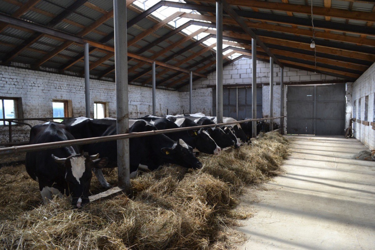 Валовый надой молока увеличился на 4% в Нижегородской области - фото 1