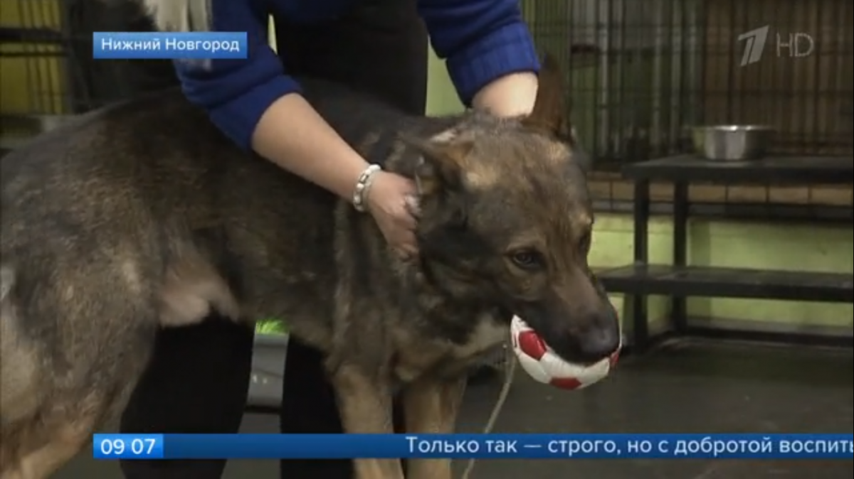 Первый канал рассказал о подготовке собак для работы в зоне СВО в Нижегородской области - фото 1