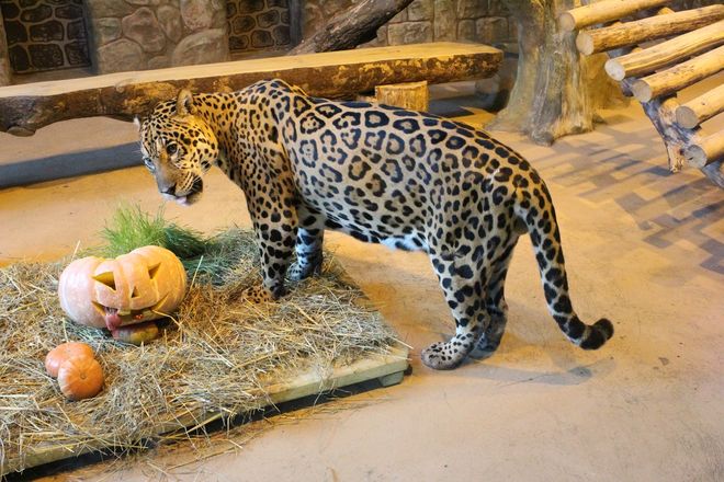Всем по тыкве: обитатели нижегородского зоопарка отметили Хэллоуин - фото 38