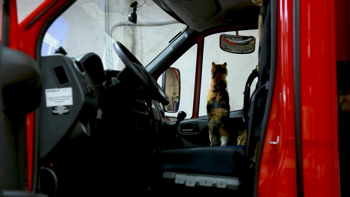 Редкий трехцветный кот несет службу в ковернинской пожарной части - фото 2