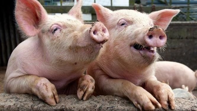 Карантин по африканской чуме свиней в Вадском районе снят - фото 1
