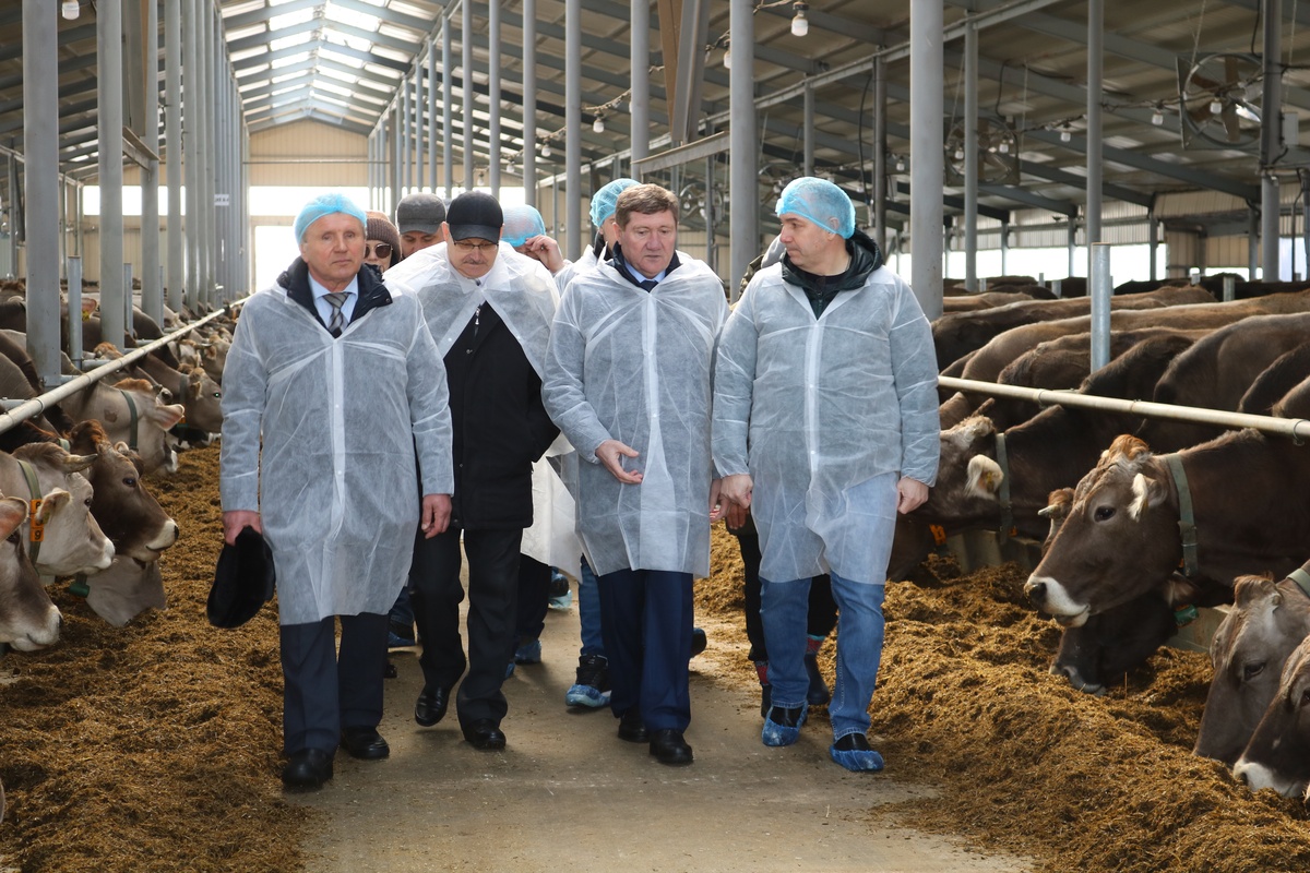 Молочный комплекс на 800 голов скота открылся в Нижегородской области - фото 1
