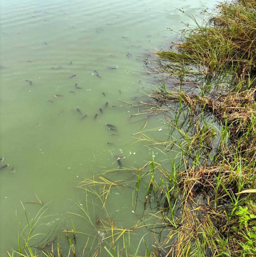 Нижегородцы жалуются на массовую гибель рыбы в Кабацком озере - фото 1