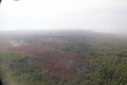 Площадь активного горения в лесах Воротынского района сократилась до 30 га