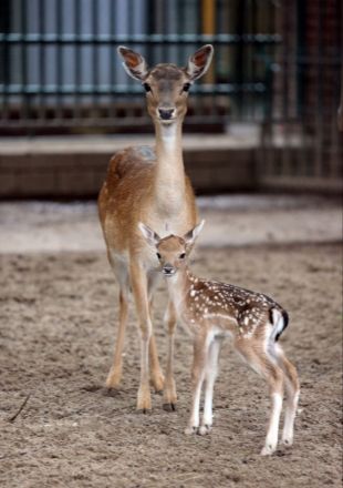 Две лани родились в нижегородском зоопарке &laquo;Лимпопо&raquo; - фото 4