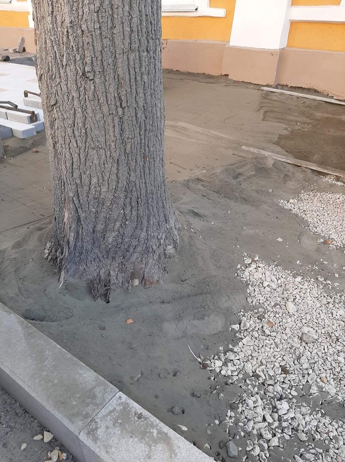 Дерево залитое в бетон. Дерево залили. Ташкент дерево в цементе. Дом муравьев залили цементом. Деревья залитые водой