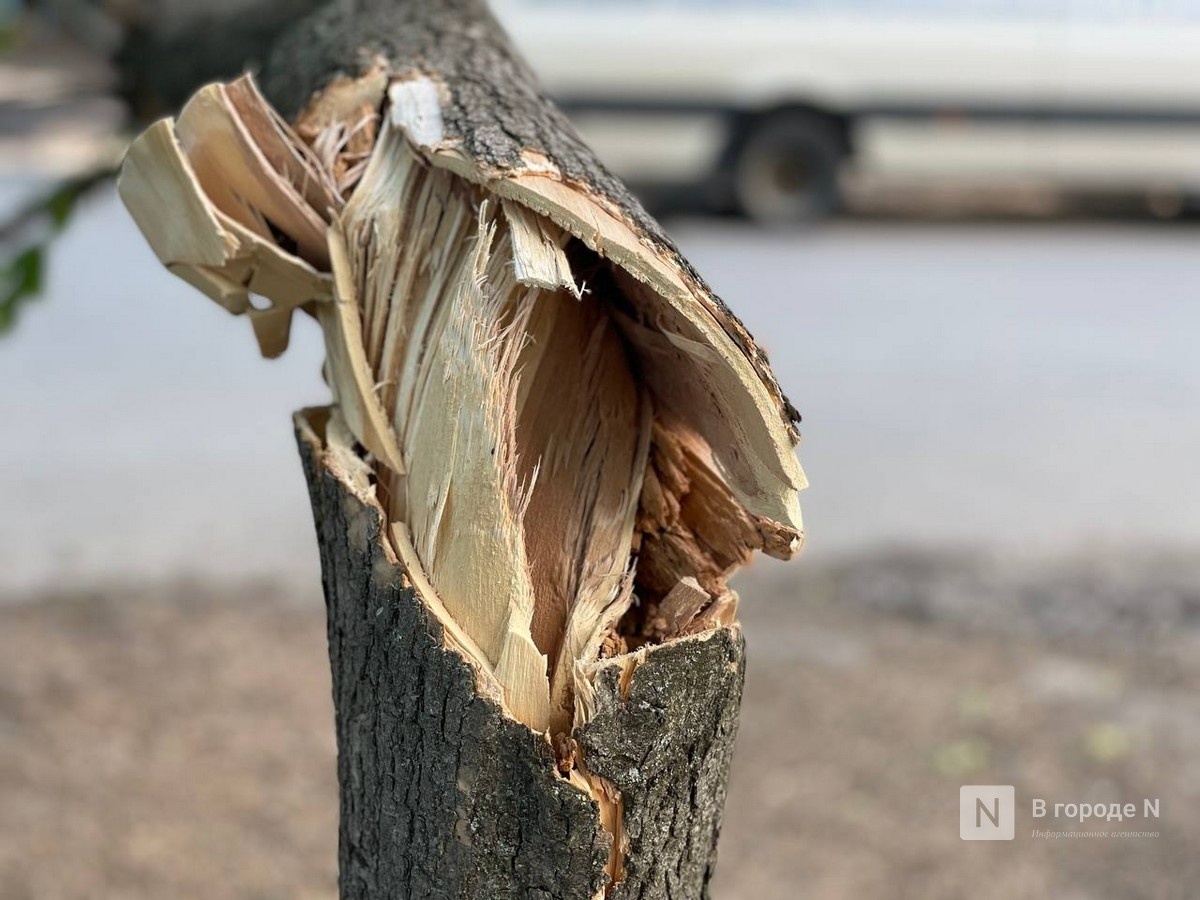 Подрядчик объяснил вырубку 1300 деревьев ради новой нижегородской канатки - фото 1