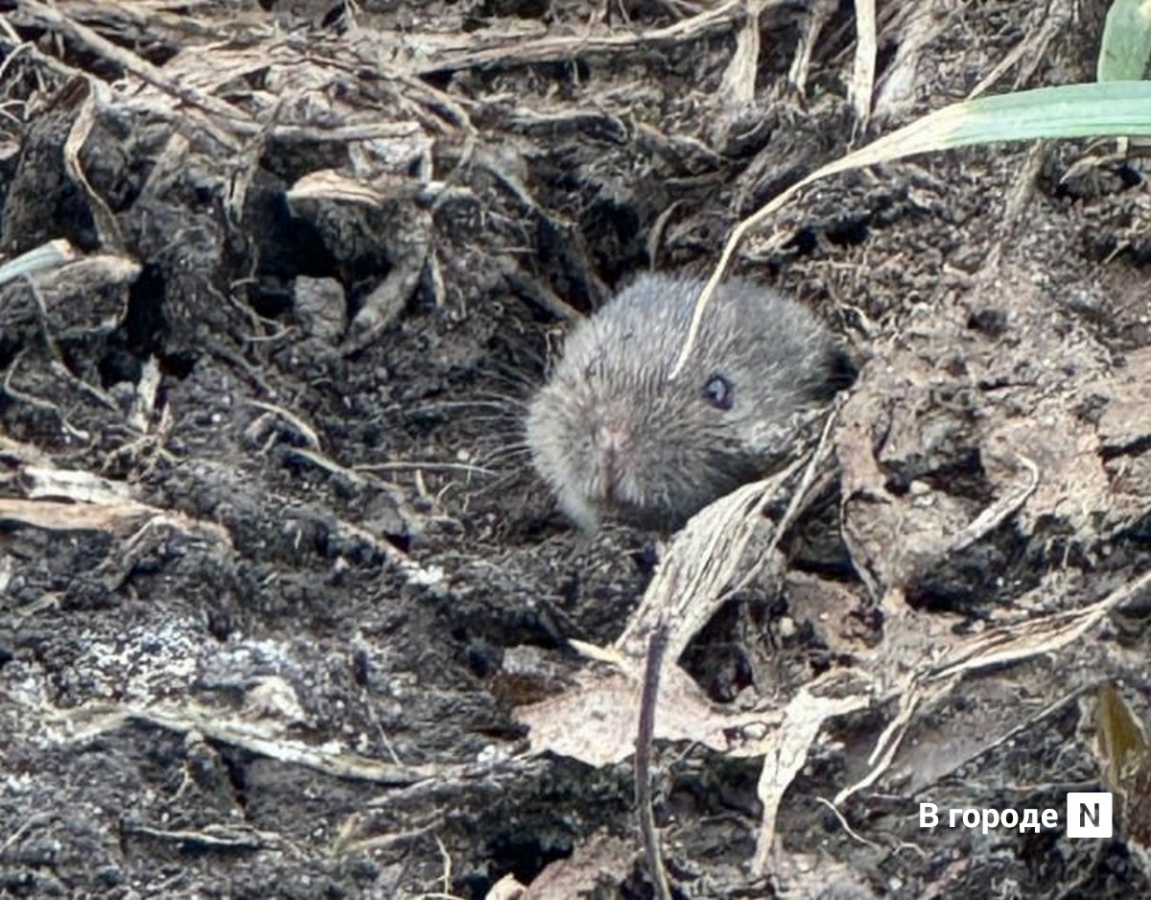 Нижегородская область заняла второе место по заражаемости мышиной лихорадкой  - фото 1