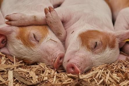 Главные новогодние приметы на счастье и богатство