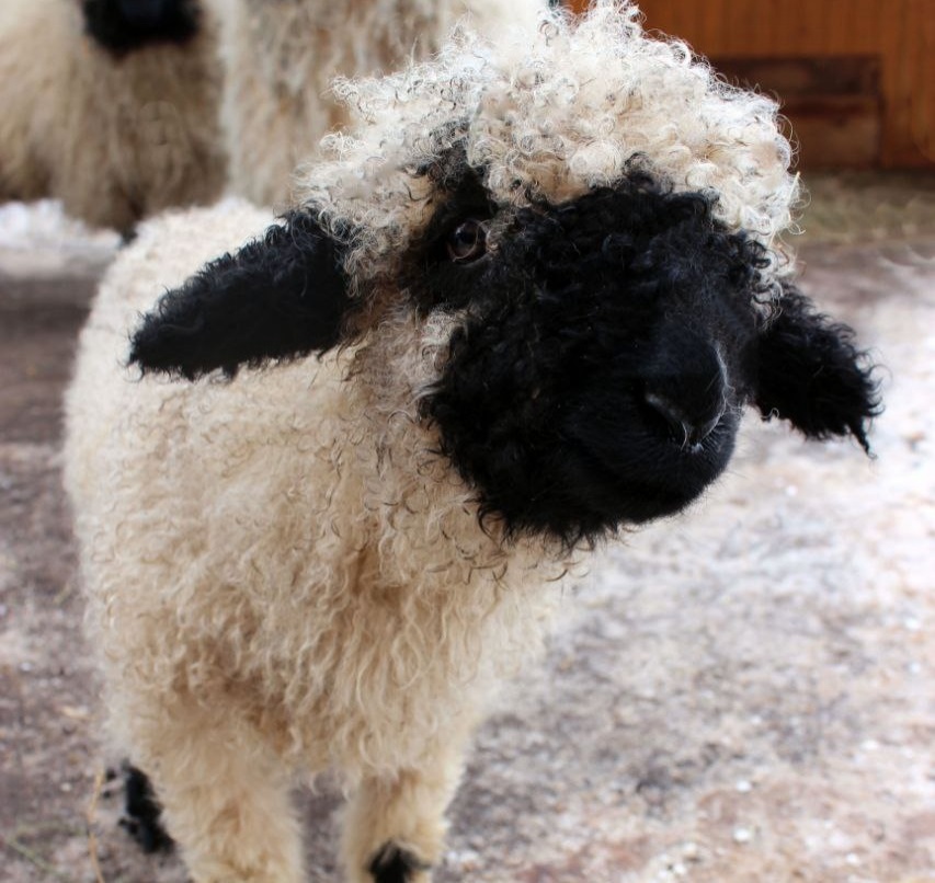 Малыш родился в семействе валлийских овечек нижегородского зоопарка &laquo;Лимпопо&raquo; - фото 1