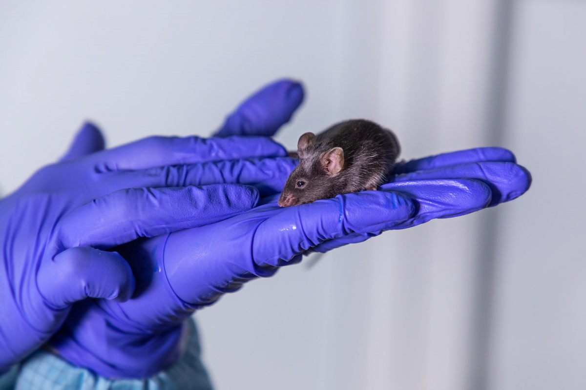 Нижегородские мыши-мутанты помогут в борьбе с эпилепсией - фото 1