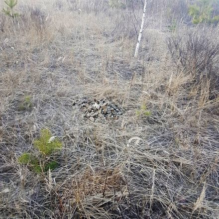 Более 200 противопехотных мин обнаружено в лесу у Торфосклада - фото 3