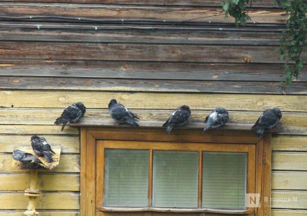 Снести нельзя сохранить. Фоторепортаж из &laquo;Красного просвещенца&raquo; в Нижнем Новгороде - фото 35