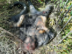 Нижегородские следователи подозревают мужчину в убийстве и сожжении тела