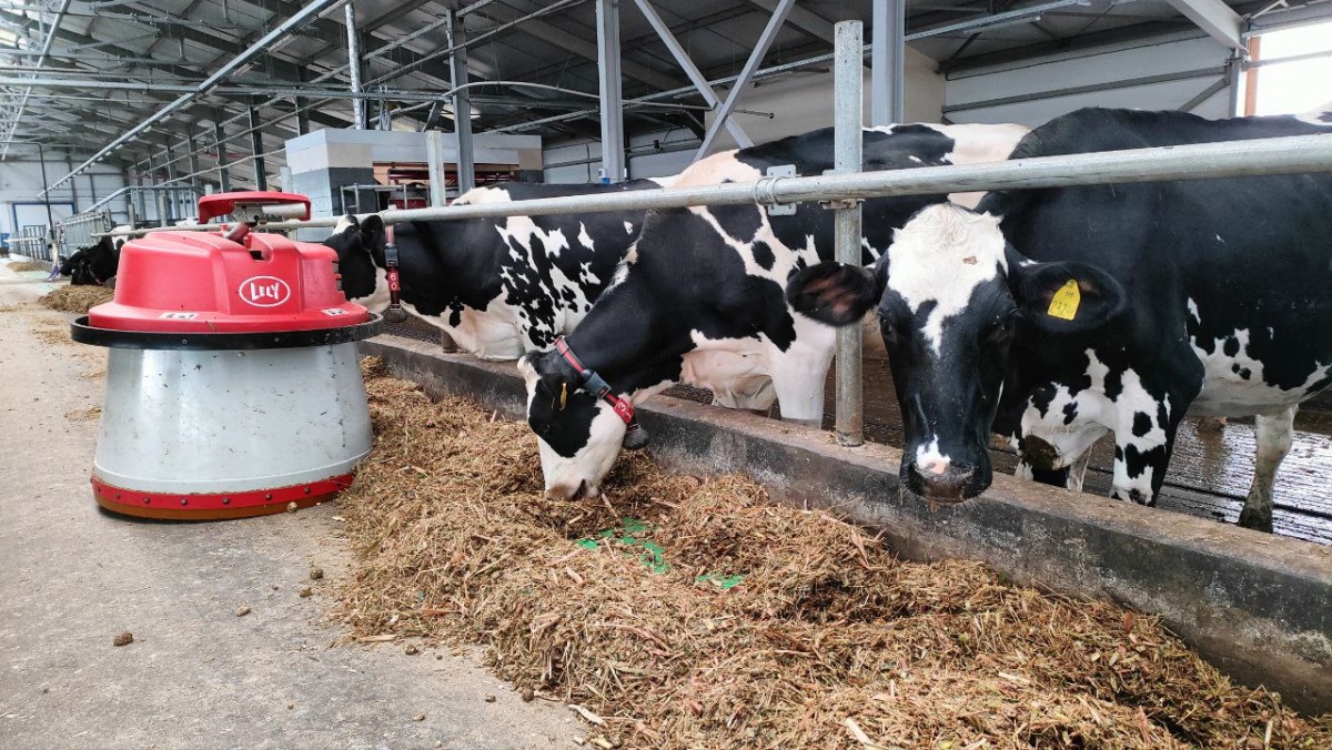 Роботизированная ферма на 825 коров заработала в Борском районе - фото 1