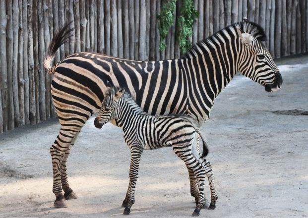 Два малыша-зебренка родились в зоопарке &laquo;Лимпопо&raquo; в Нижнем Новгороде - фото 1