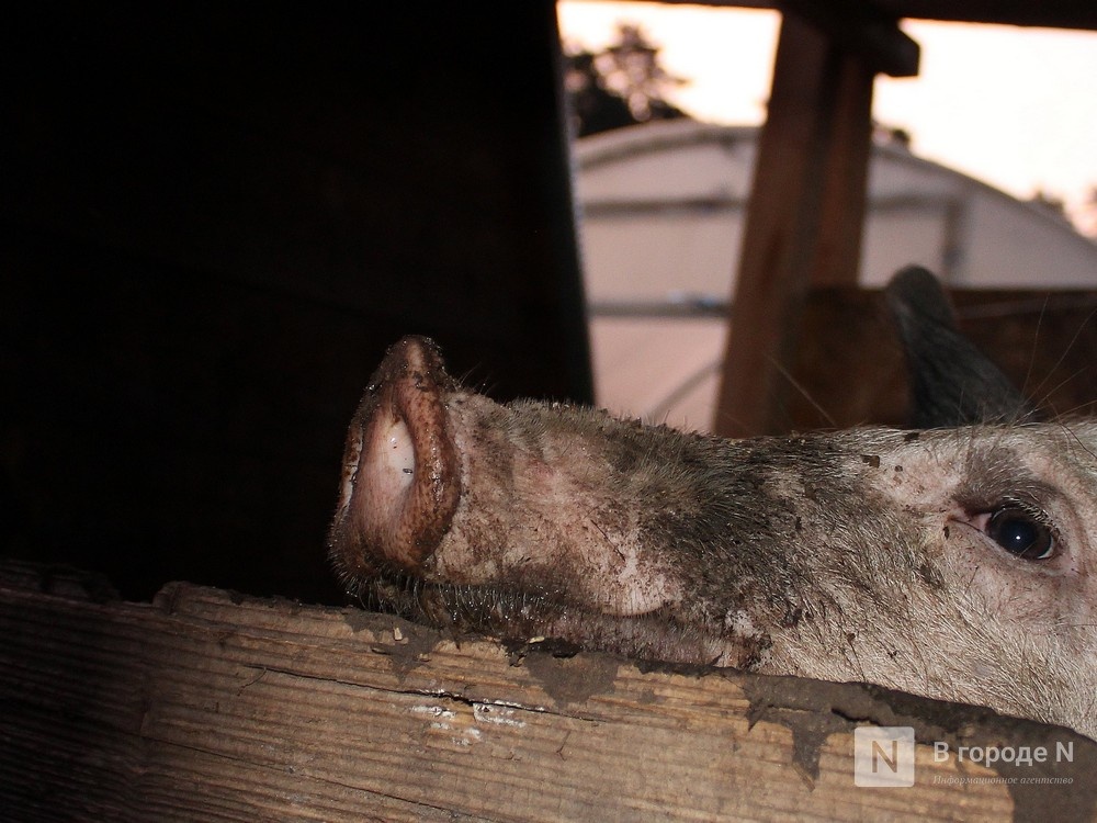 Вспышка африканской чумы свиней зафиксирована в Вадском районе