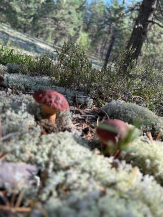 Спикер ЗСНО Евгений Люлин собрал семь корзин грибов в нижегородском лесу - фото 3